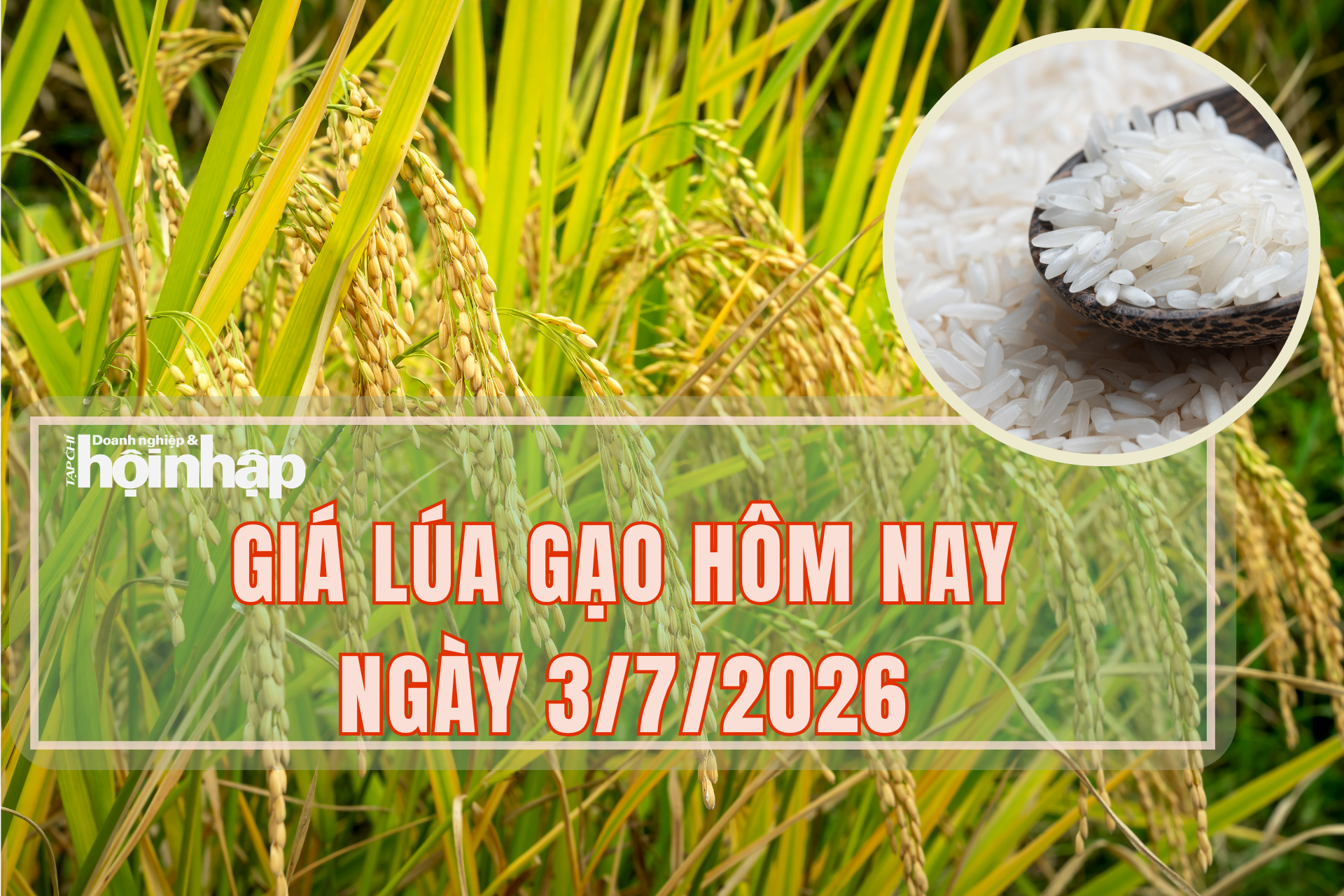 Giá lúa gạo hôm nay 3/7/2026: Lúa tươi tăng nhẹ từ 100 – 200 đồng/kg