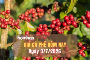 Giá cà phê hôm nay 3/7/2026: Đồng loạt tăng mạnh, cao nhất 92.000 đồng/kg