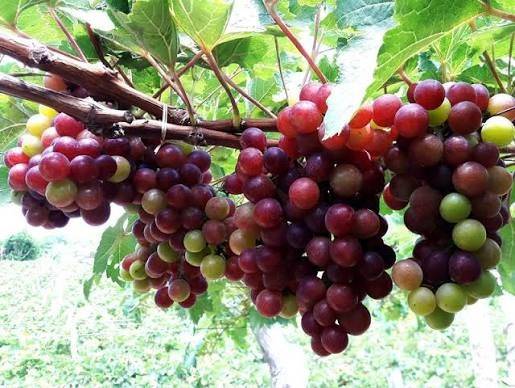 Tỉnh Khánh Hòa đẩy mạnh chiến lược đưa sản phẩm thế mạnh vào thị trường Halal toàn cầu
