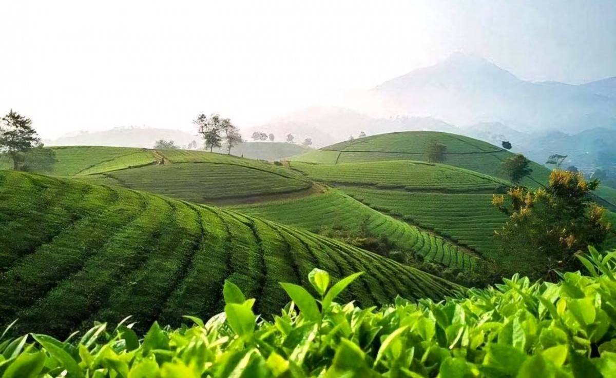 Phú Thọ định vị thương hiệu “Trà Đất Tổ”