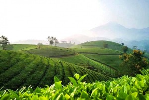 Phú Thọ định vị thương hiệu “Trà Đất Tổ”