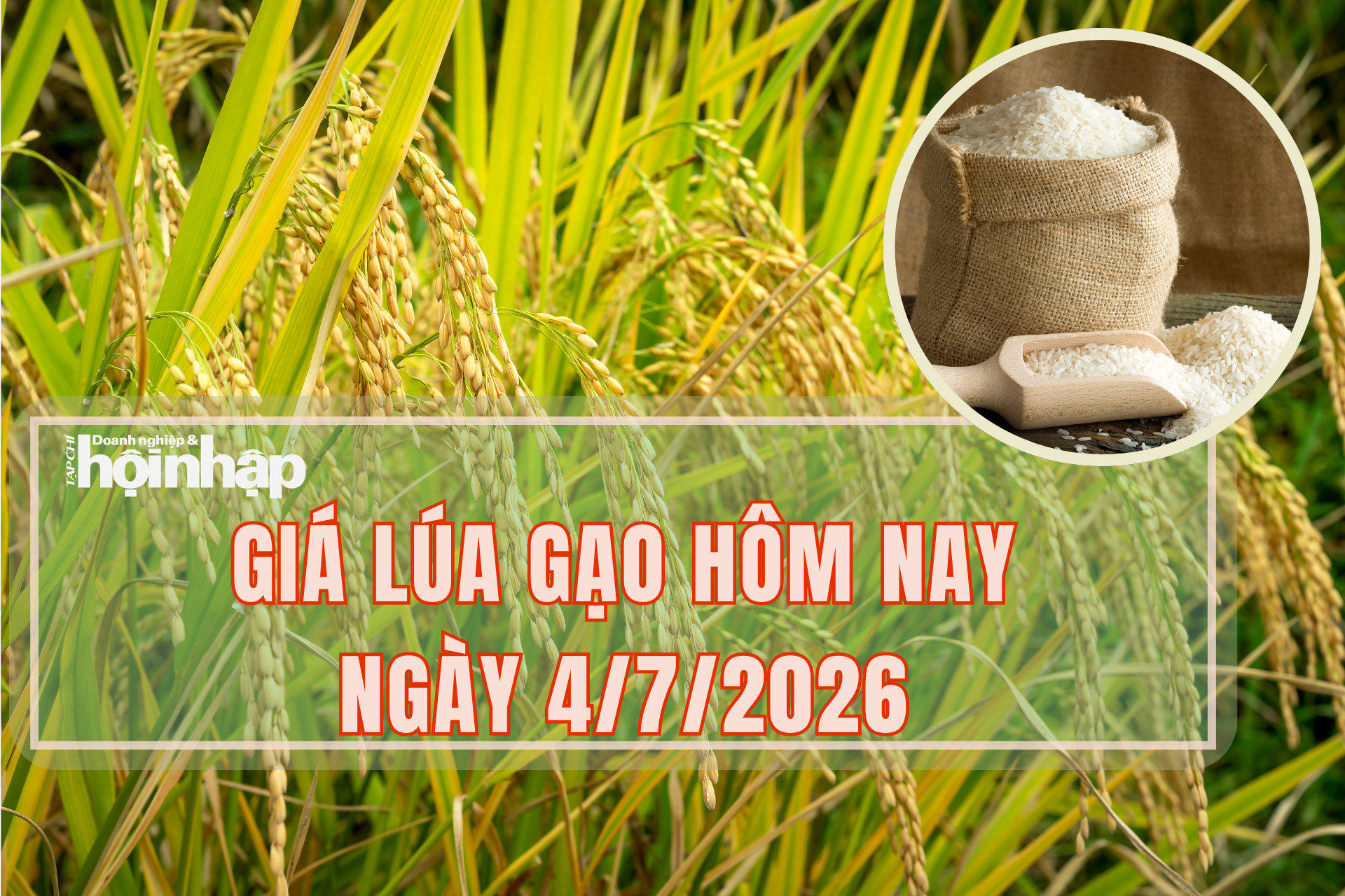 Giá lúa gạo hôm nay 4/7/2026: Giá lúa bình ổn, giá gạo nguyên liệu xuất khẩu tăng nhẹ