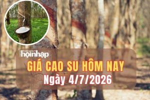 Giá cao su hôm nay 4/7/2026: Giá thế giới giảm, thị trường trong nước ổn định