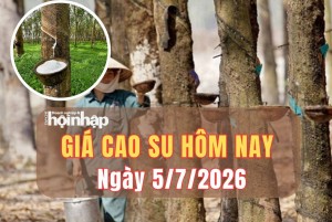 Giá cao su hôm nay 5/7/2026: Thế giới tăng trở lại, trong nước đi ngang