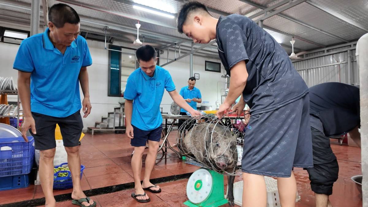     Chủ Khách sạn Đông Á quyết định mổ lợn để chuẩn bị bữa cơm phục vụ gần 50 du khách mắc kẹt trên đảo do bão số 1
