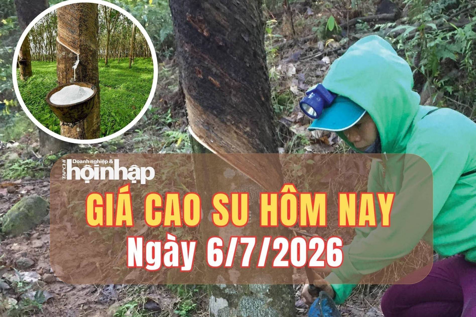Giá cao su hôm nay 6/7/2026: Thị trường thế giới đồng loạt phục hồi