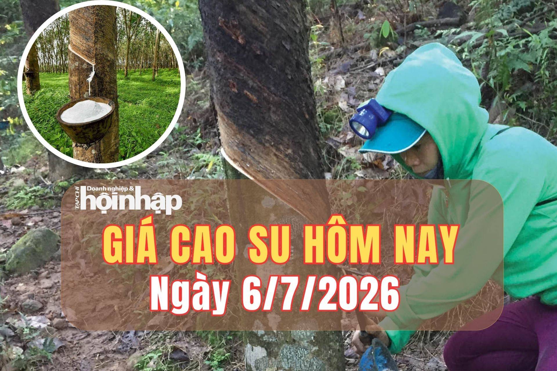 Giá cao su hôm nay 5/7/2026: Thế giới tăng trở lại, trong nước đi ngang