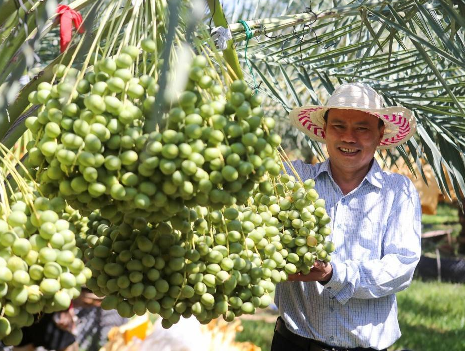 Chà là ngoại trồng ở xứ nắng Phan Rang, tỉnh Khánh Hòa được giá hơn 500 nghìn đồng/kg
