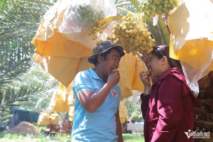 Chà là ngoại trồng ở xứ nắng Phan Rang, tỉnh Khánh Hòa được giá hơn 500 nghìn đồng/kg