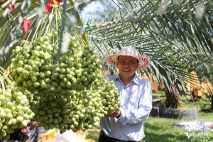 Chà là ngoại trồng ở xứ nắng Phan Rang, tỉnh Khánh Hòa được giá hơn 500 nghìn đồng/kg