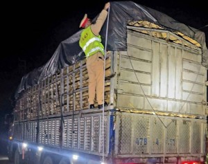 Tài xế và chủ xe bị xử phạt vì chở hàng vượt quá chiều cao xếp hàng cho phép