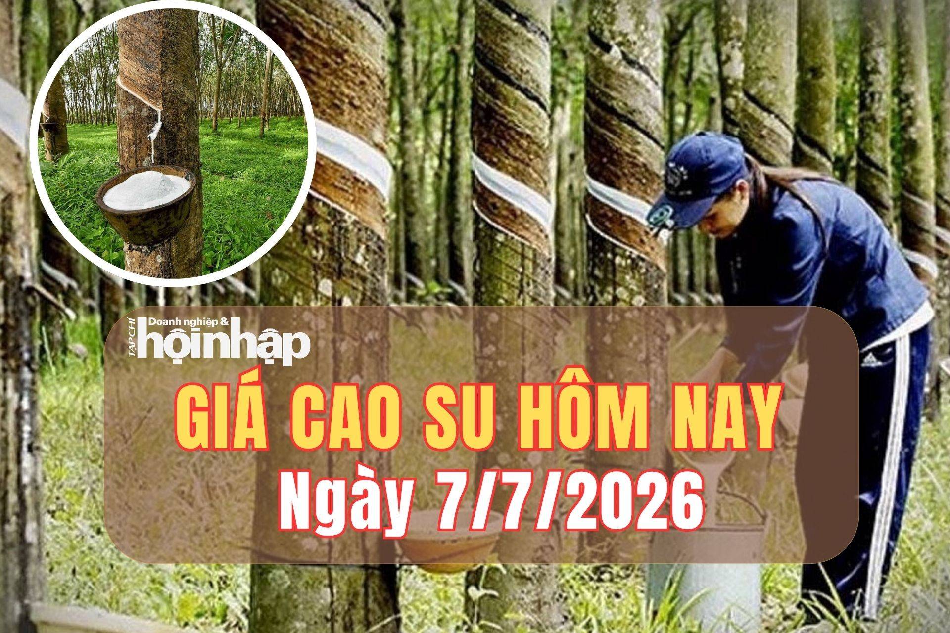 Giá cao su hôm nay 6/7/2026: Thị trường thế giới đồng loạt phục hồi