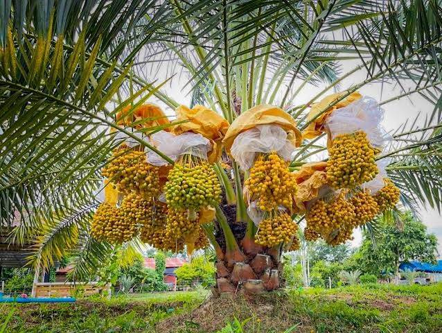 Chà là ngoại trồng ở xứ nắng Phan Rang, tỉnh Khánh Hòa được giá hơn 500 nghìn đồng/kg
