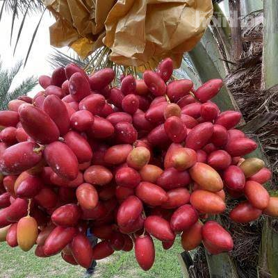 Chà là ngoại trồng ở xứ nắng Phan Rang, tỉnh Khánh Hòa được giá hơn 500 nghìn đồng/kg
