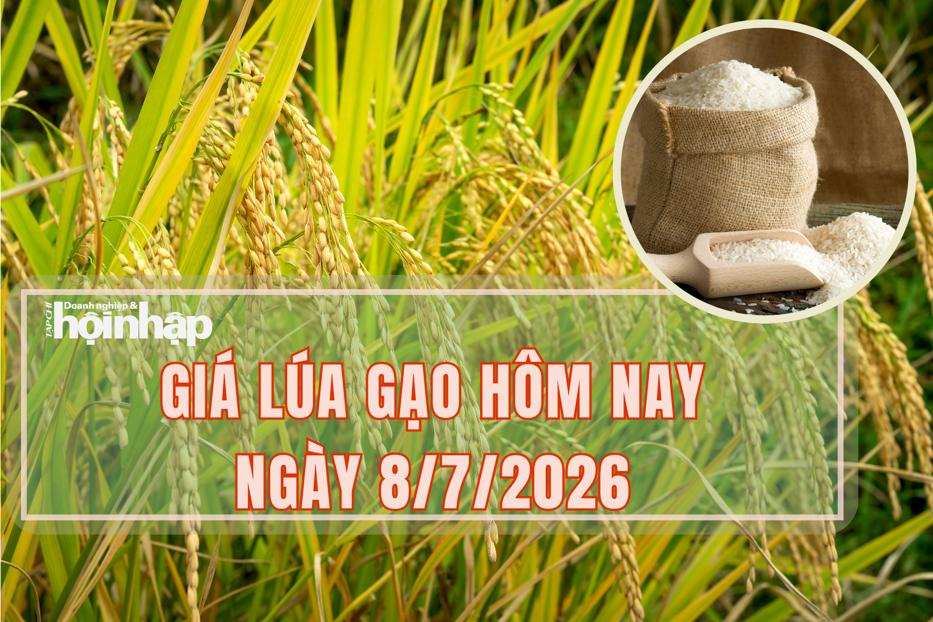 Giá lúa gạo hôm nay 8/7/2026: Lúa tươi tiếp đà tăng giá