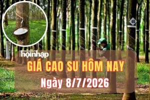 Giá cao su hôm nay 8/7/2026: Bứt phá mạnh, đà tăng tiếp tục được nối dài