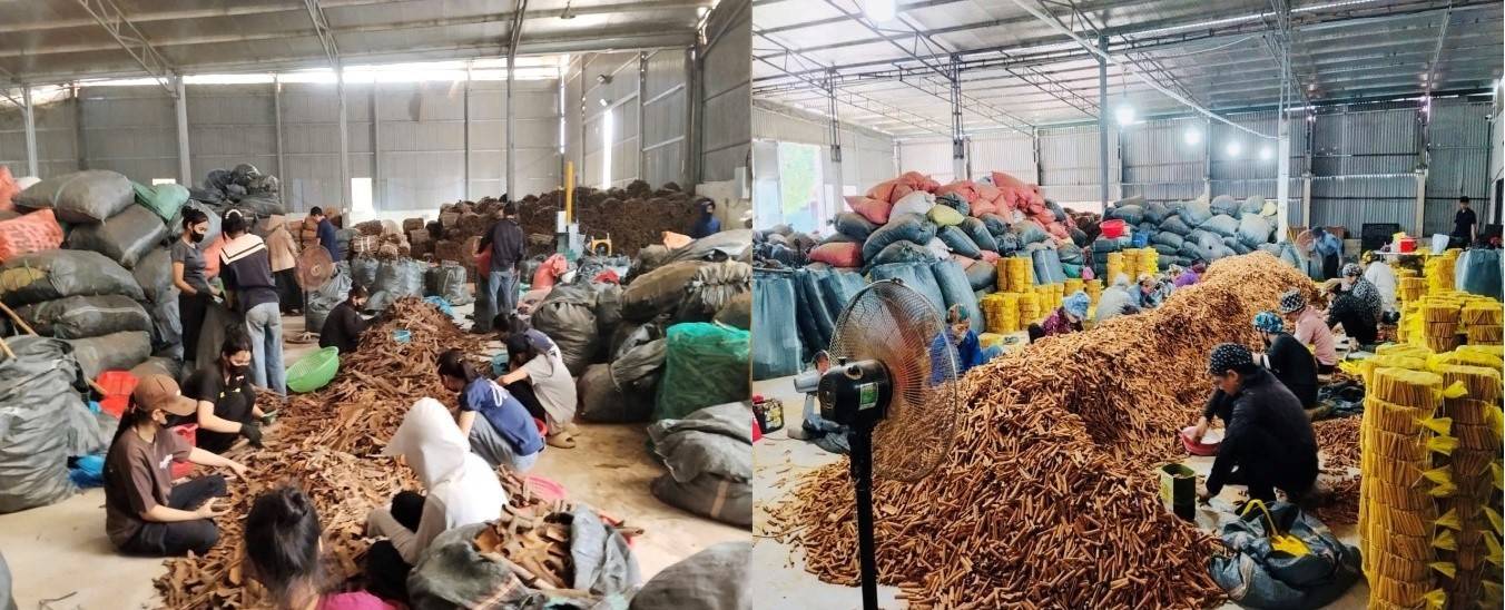 Liên kết chuỗi giá trị, Hợp tác xã Nông sản xanh Mậu A nâng tầm quế Lào Cai trên thị trường quốc tế