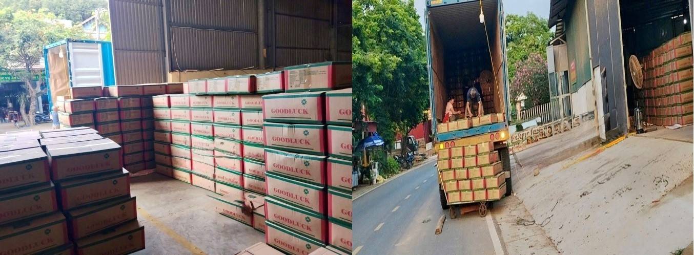 Liên kết chuỗi giá trị, Hợp tác xã Nông sản xanh Mậu A nâng tầm quế Lào Cai trên thị trường quốc tế