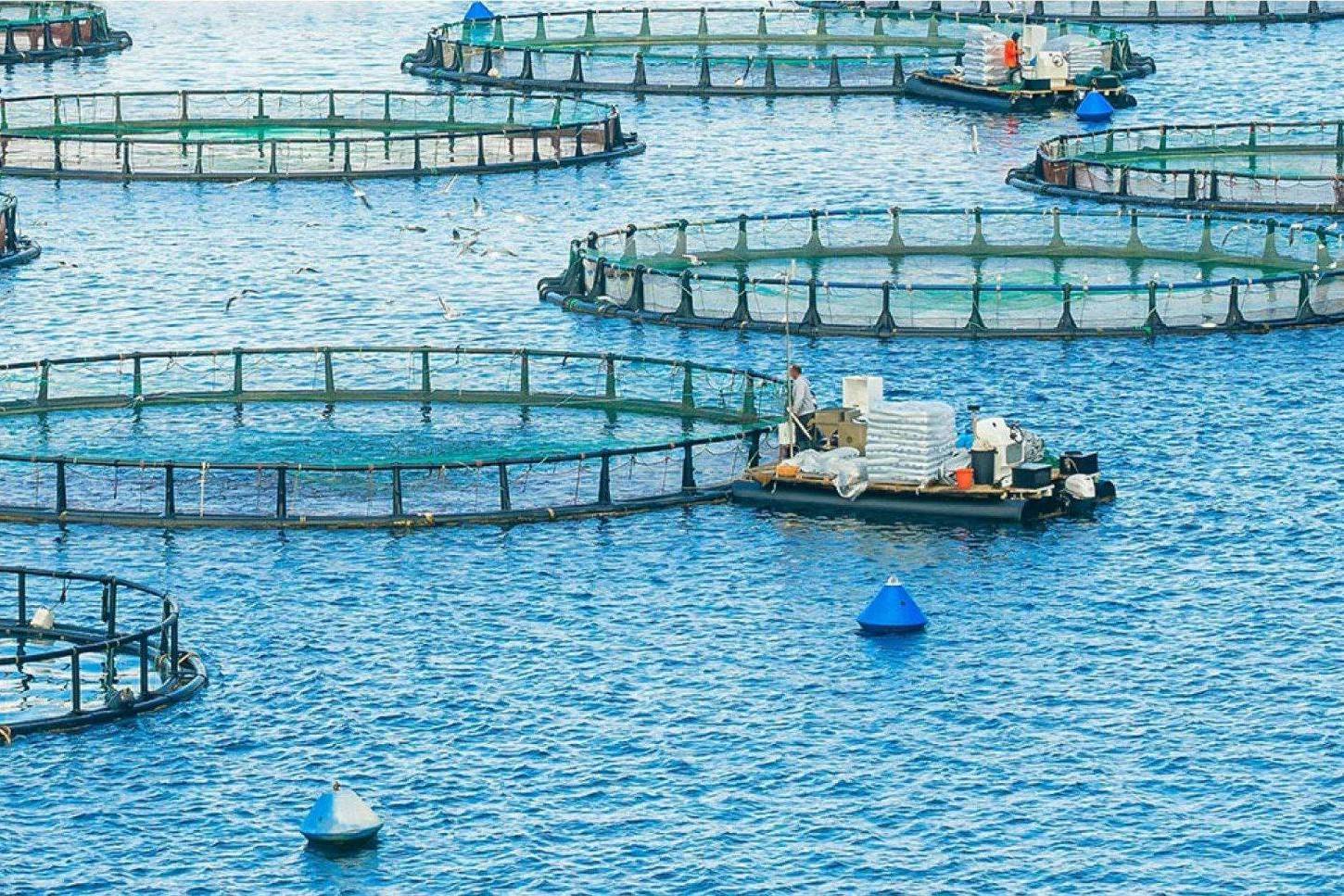 Nuôi trồng thủy sản toàn cầu lập kỷ lục mới, lần đầu vượt 100 triệu tấn