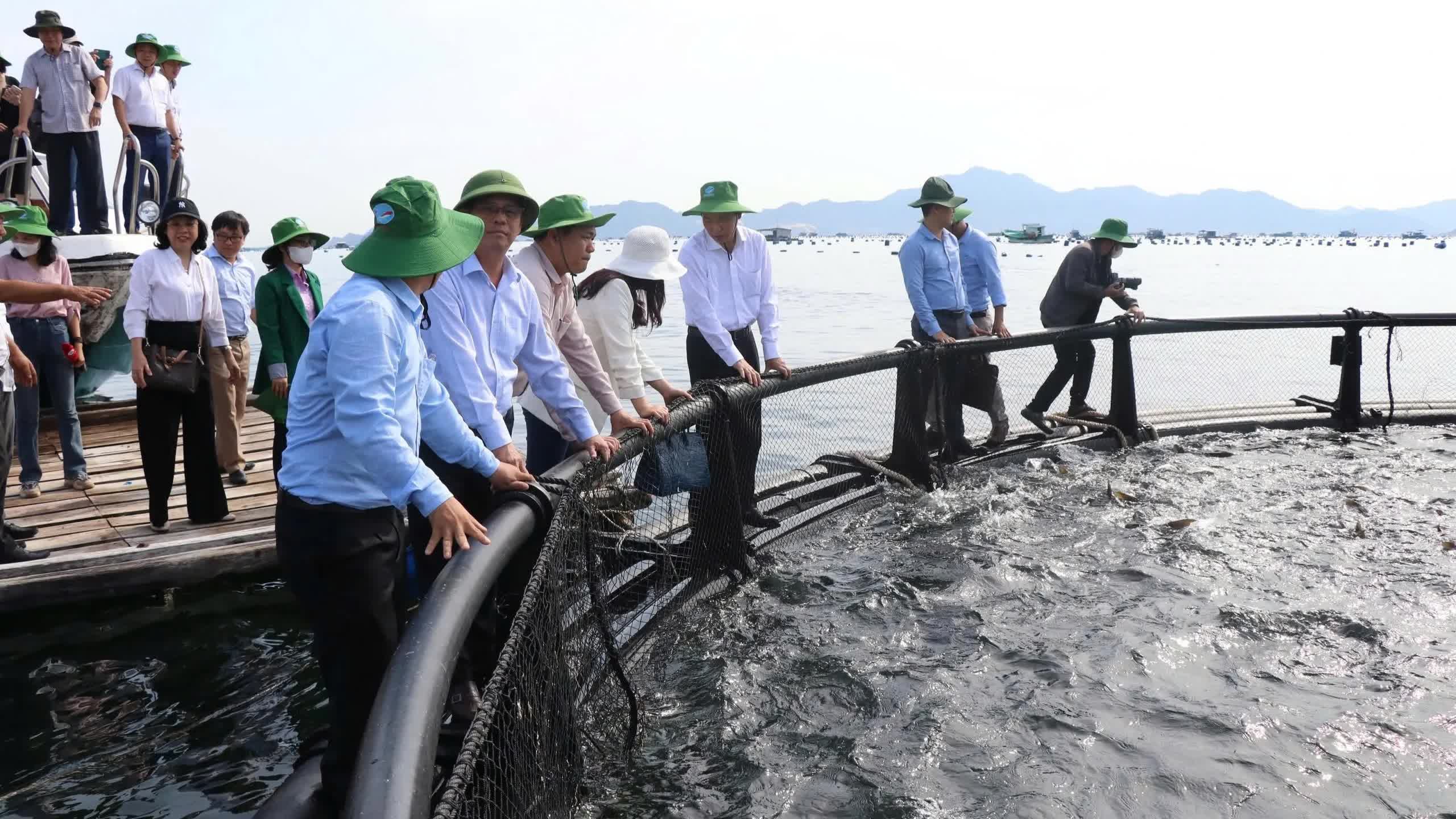 Khánh Hòa: Hỗ trợ 60 tỷ đồng cho ngư dân chuyển đổi lồng bè nuôi biển bằng vật liệu mới