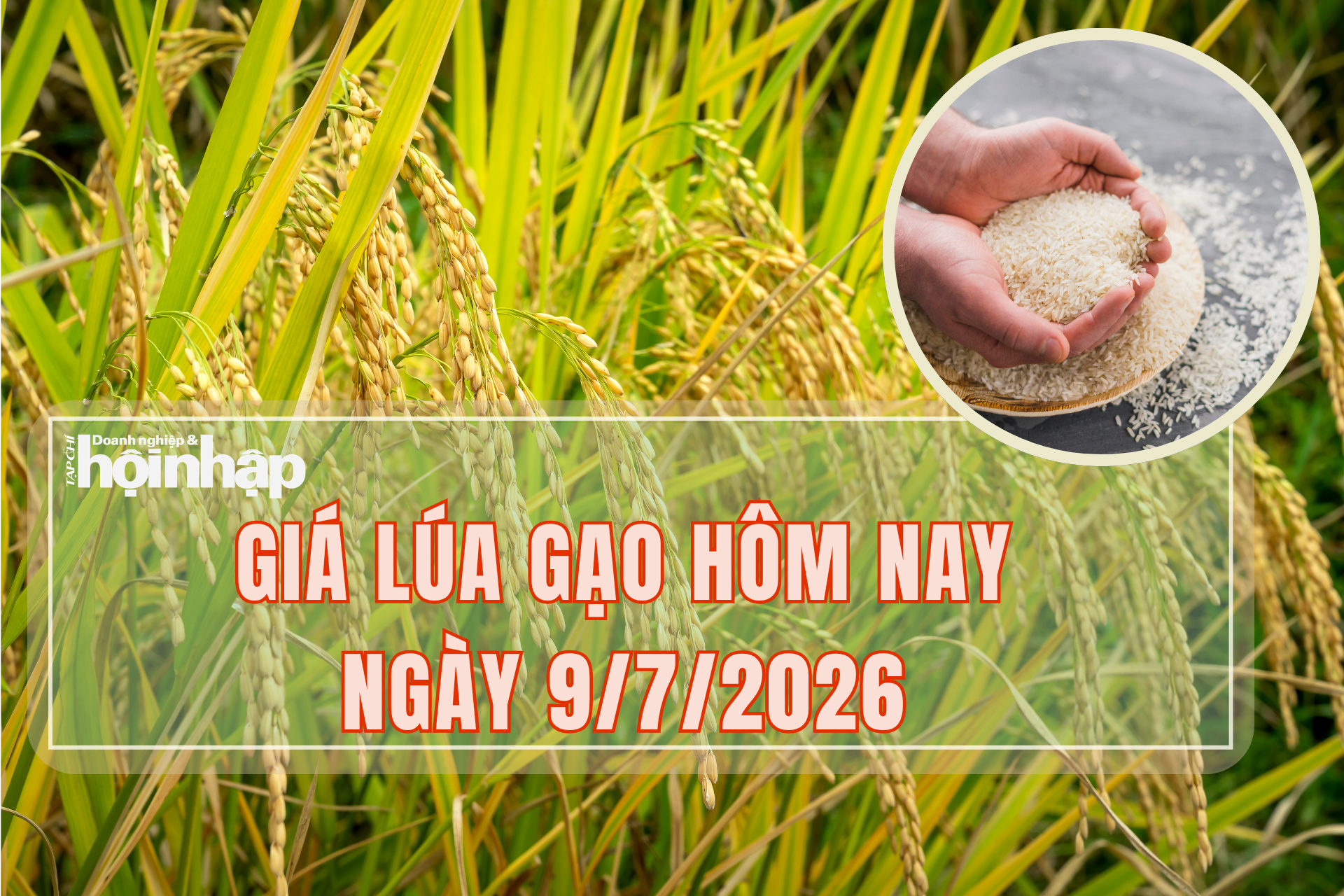 Giá lúa gạo hôm nay 9/7/2026: Thị trường lúa trong nước có nhiều tín hiệu tích cực