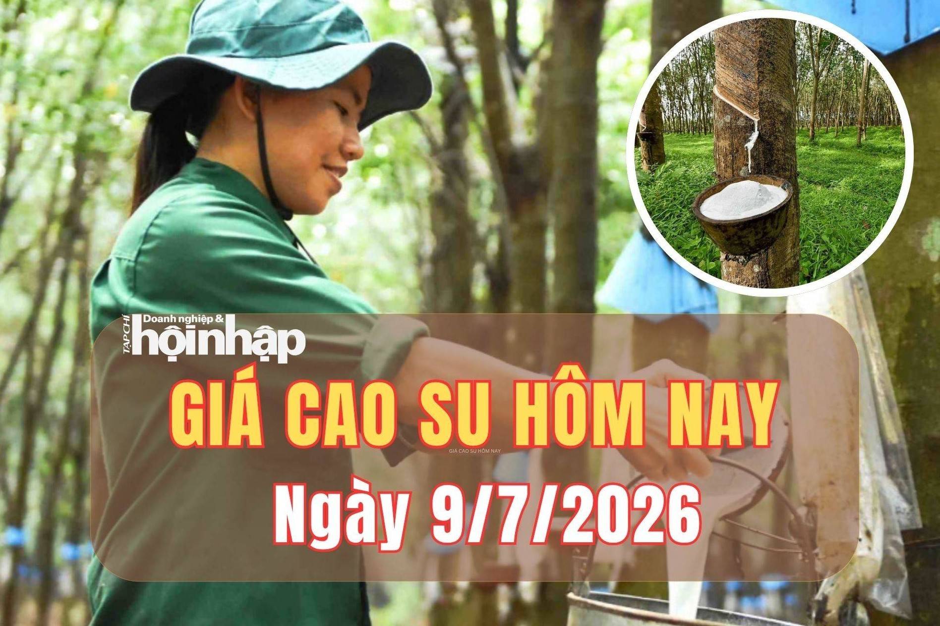 Giá cao su hôm nay 9/7/2026: Thế giới tăng nhẹ, trong nước ổn định