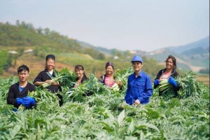 Lào Cai dùng đặc sản dược liệu bản địa để giữ chân khách du lịch giải trí