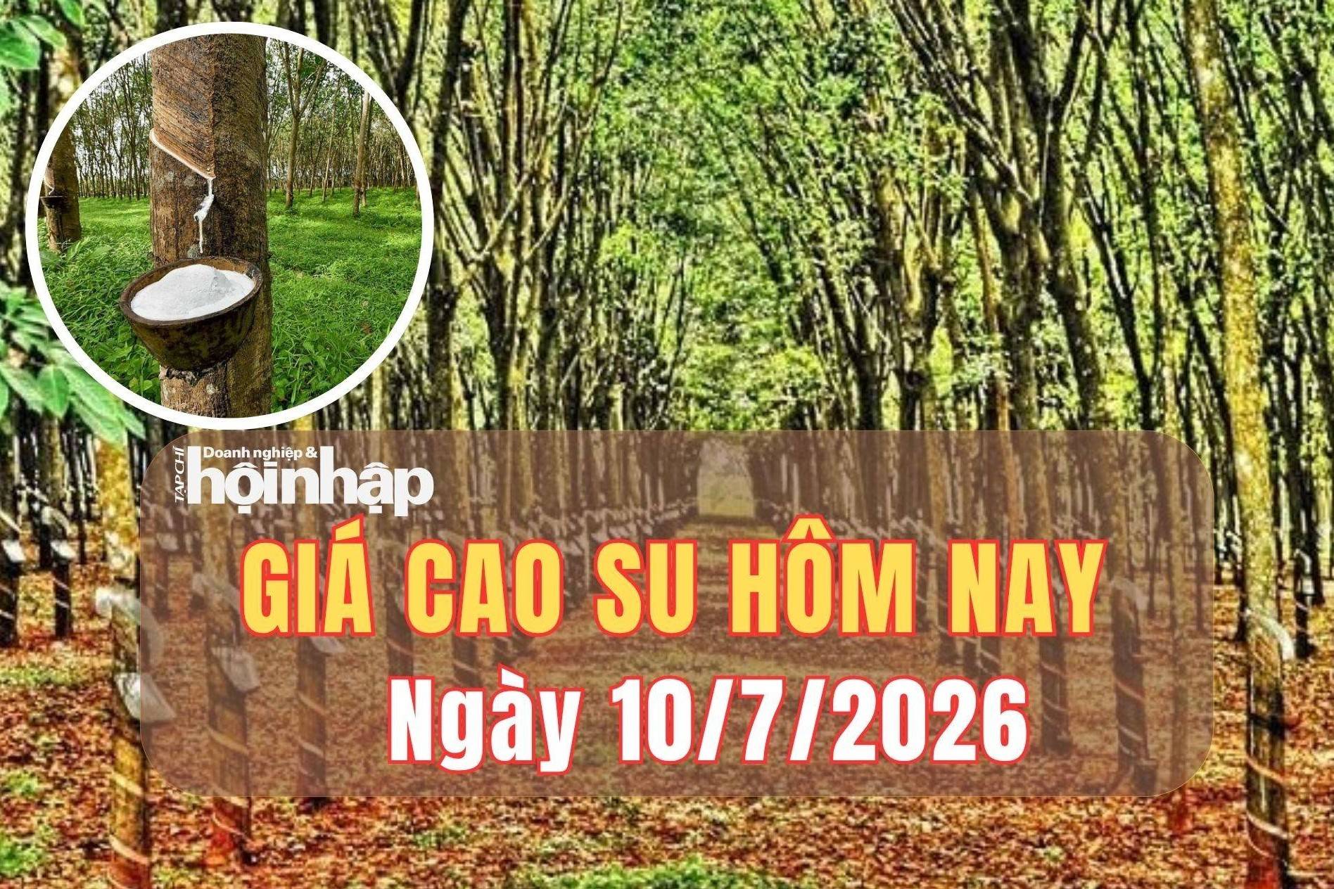 Giá cao su hôm nay 10/7/2026: Thị trường thế giới phân hóa, trong nước giữ giá ổn định