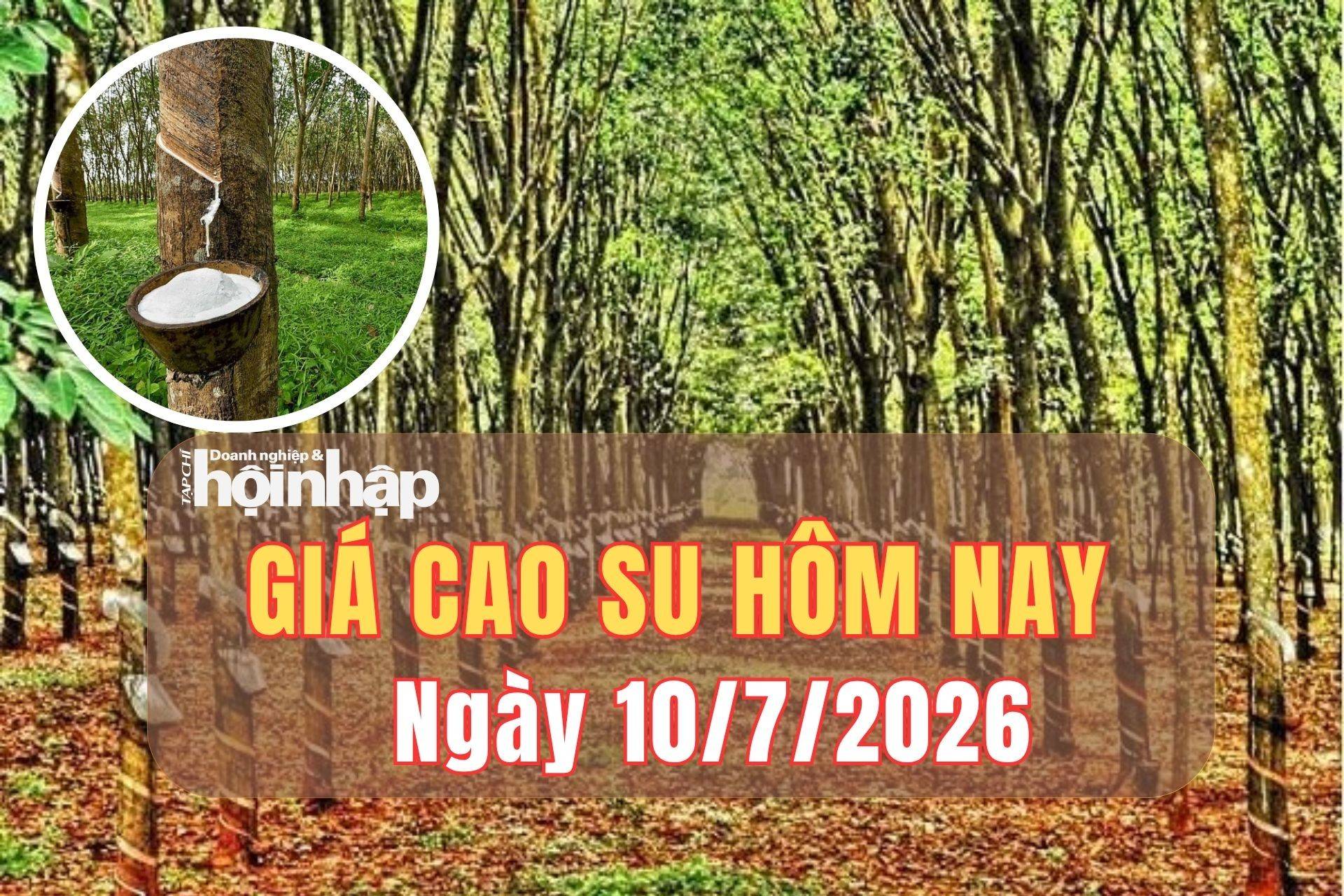 Giá cao su hôm nay 9/7/2026: Thế giới tăng nhẹ, trong nước ổn định