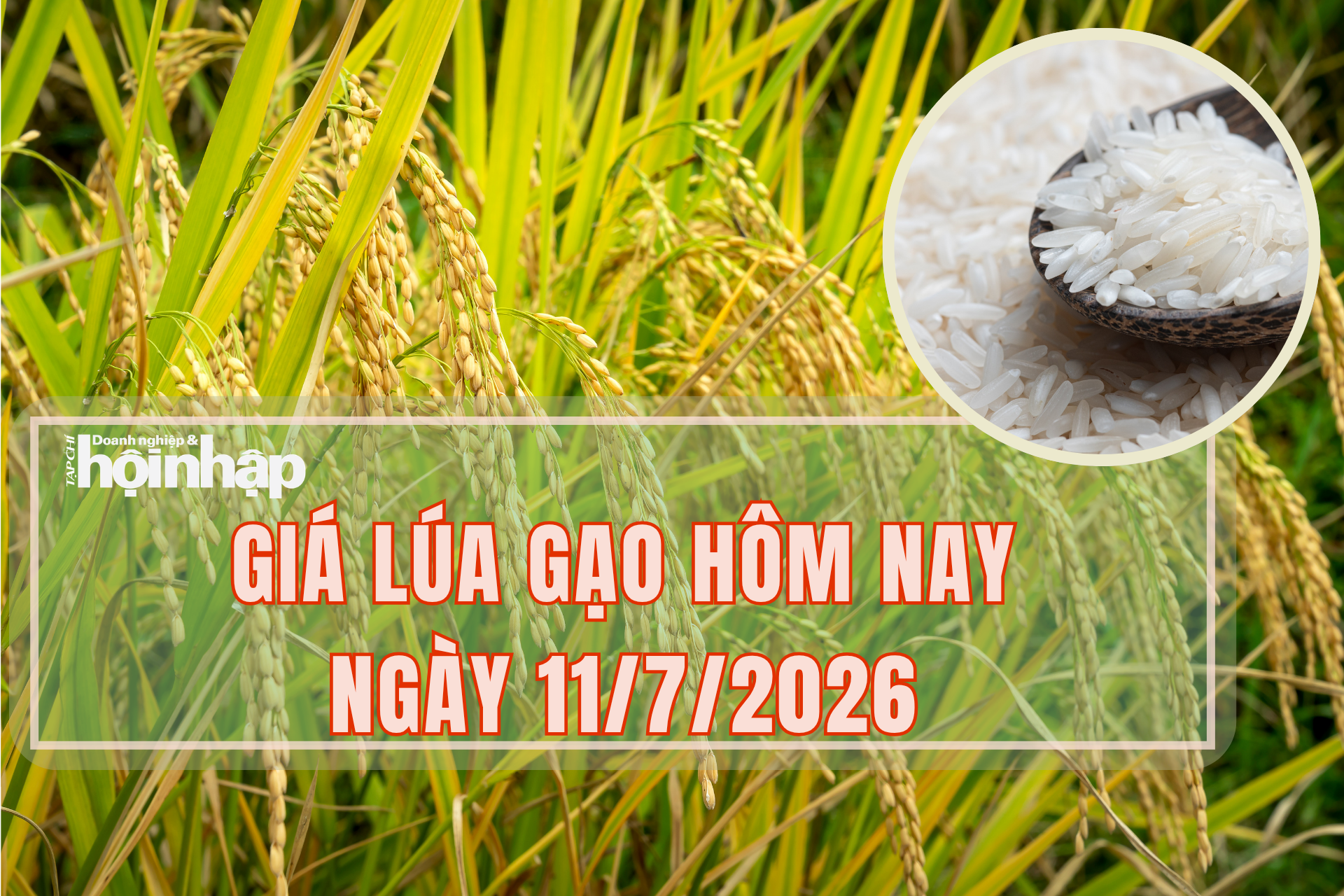 Giá lúa gạo hôm nay 11/7/2026: Giá gạo tăng, giá lúa đi ngang
