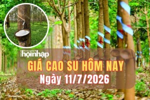 Giá cao su hôm nay 11/7/2026: Thế giới tăng - giảm trái chiều, trong nước đi ngang