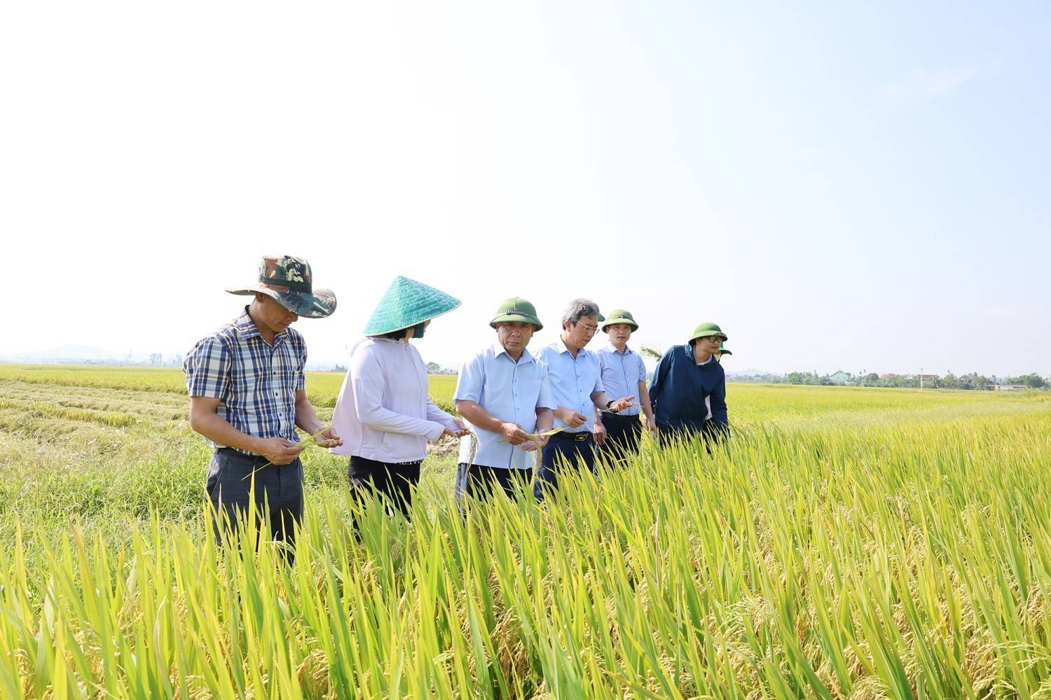 Hà Tĩnh phát Công điện khẩn, yêu cầu quyết liệt phòng trừ sâu bệnh bảo vệ lúa Hè Thu