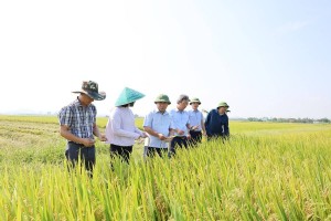 Hà Tĩnh phát Công điện khẩn, yêu cầu quyết liệt phòng trừ sâu bệnh bảo vệ lúa Hè Thu