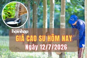 Giá cao su hôm nay 12/7/2026: SHFE phục hồi nhẹ, SGX tiếp tục giảm