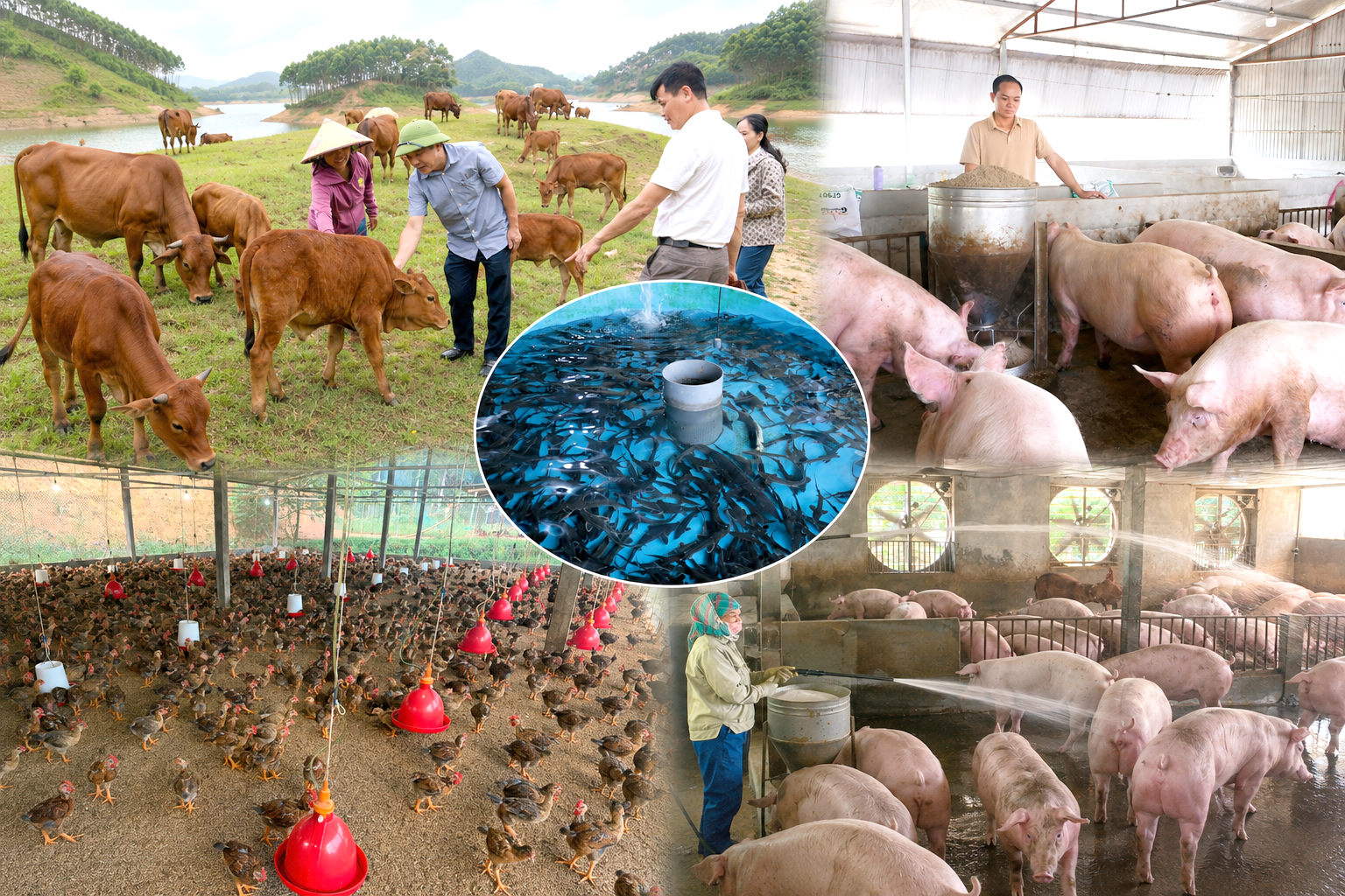Lào Cai duy trì đà tăng trưởng lĩnh vực chăn nuôi và thủy sản