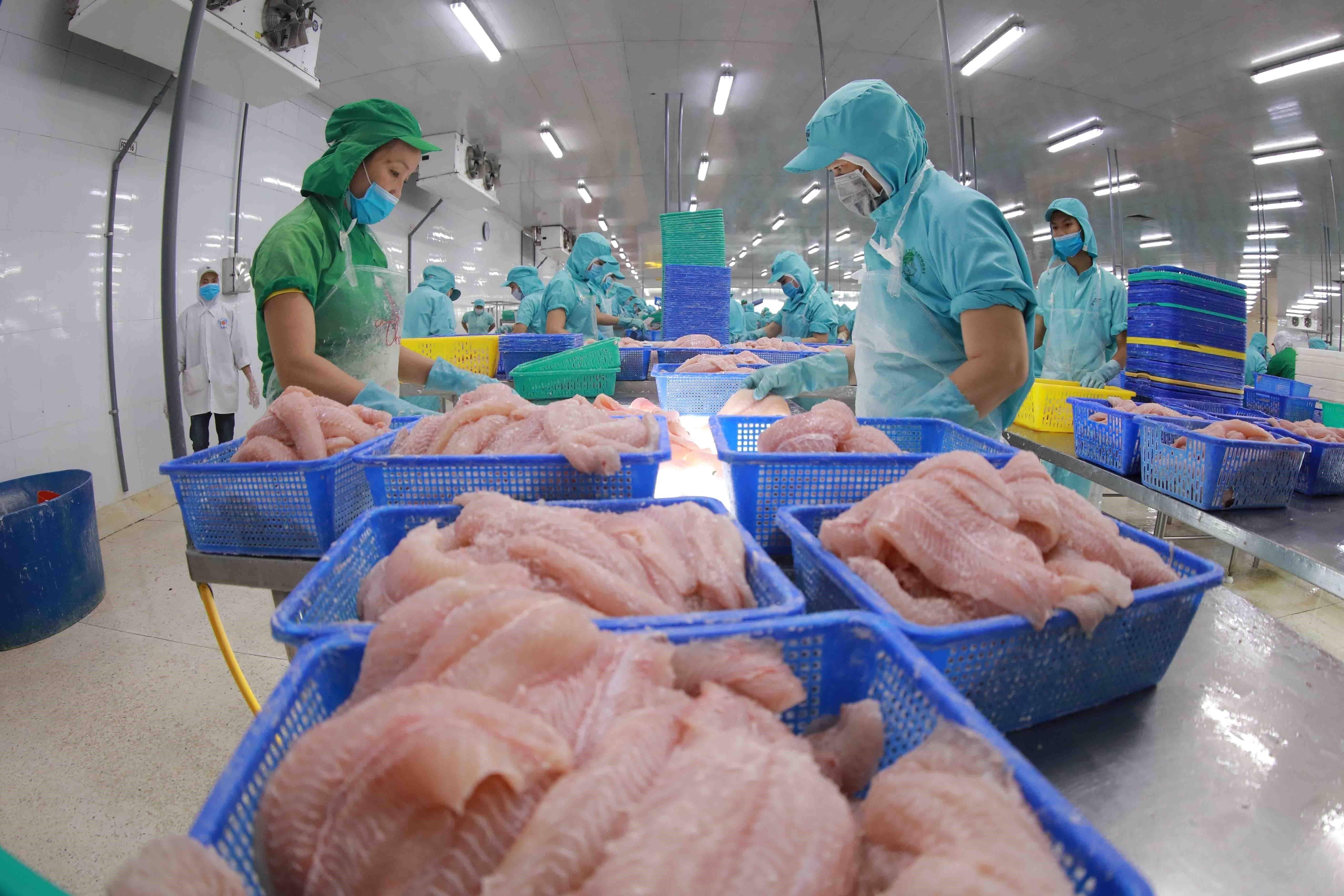 Xuất khẩu cá tra sang Ả Rập Xê Út tăng tốc, mở rộng dư địa tại thị trường Trung Đông