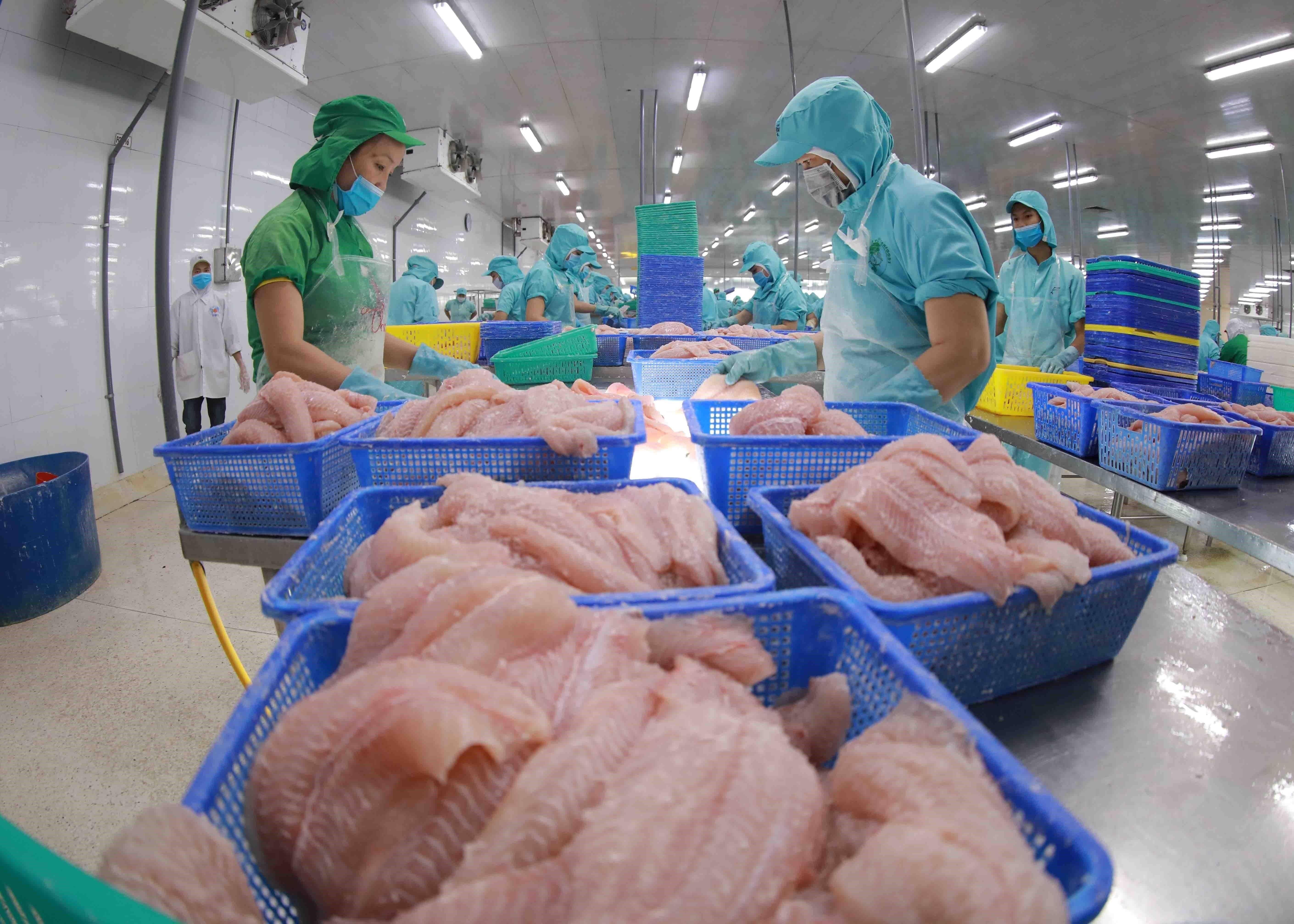 Xuất khẩu cá tra sang Ả Rập Xê Út tăng tốc, mở rộng dư địa tại thị trường Trung Đông