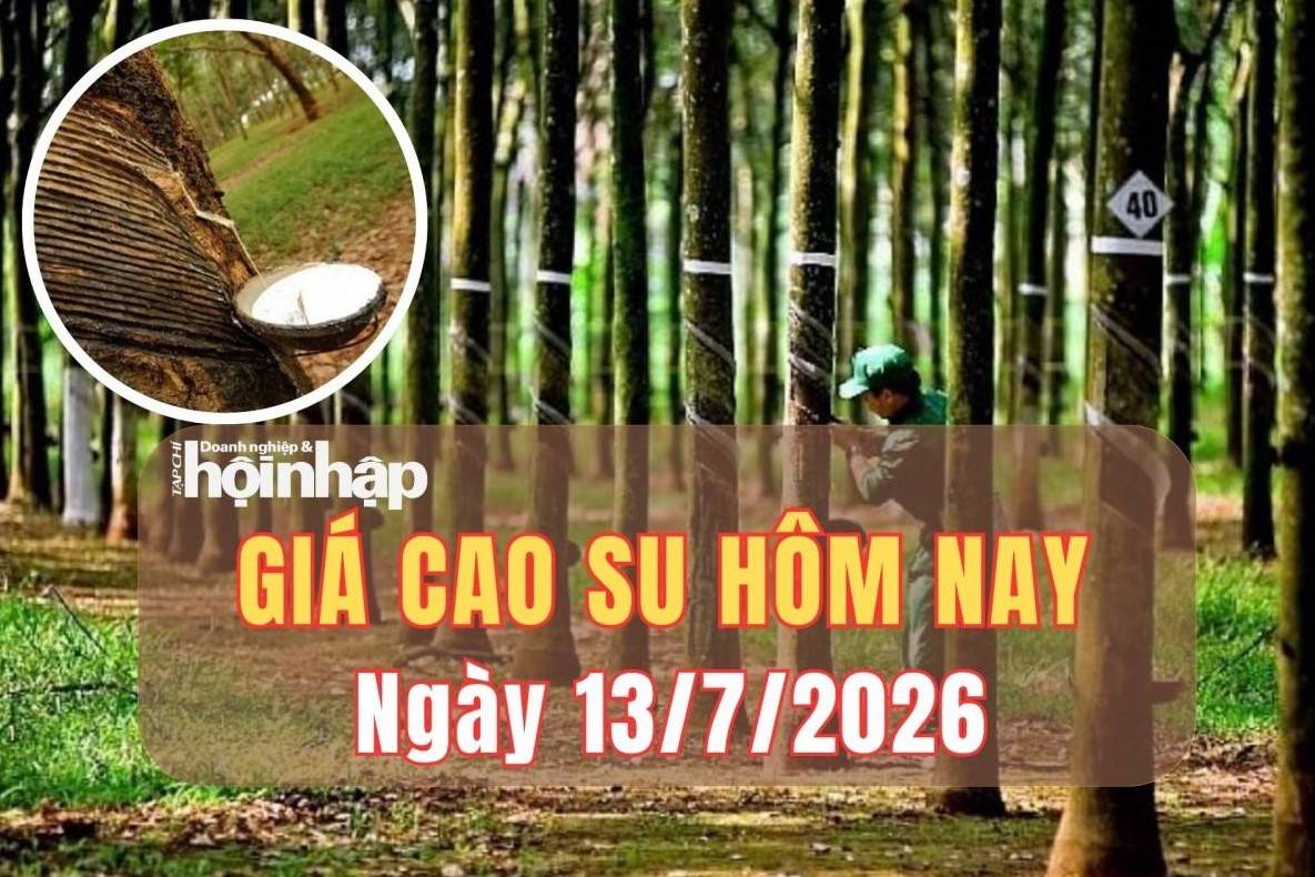 Giá cao su hôm nay 13/7/2026: Thế giới phân hóa, thị trường trong nước đi ngang