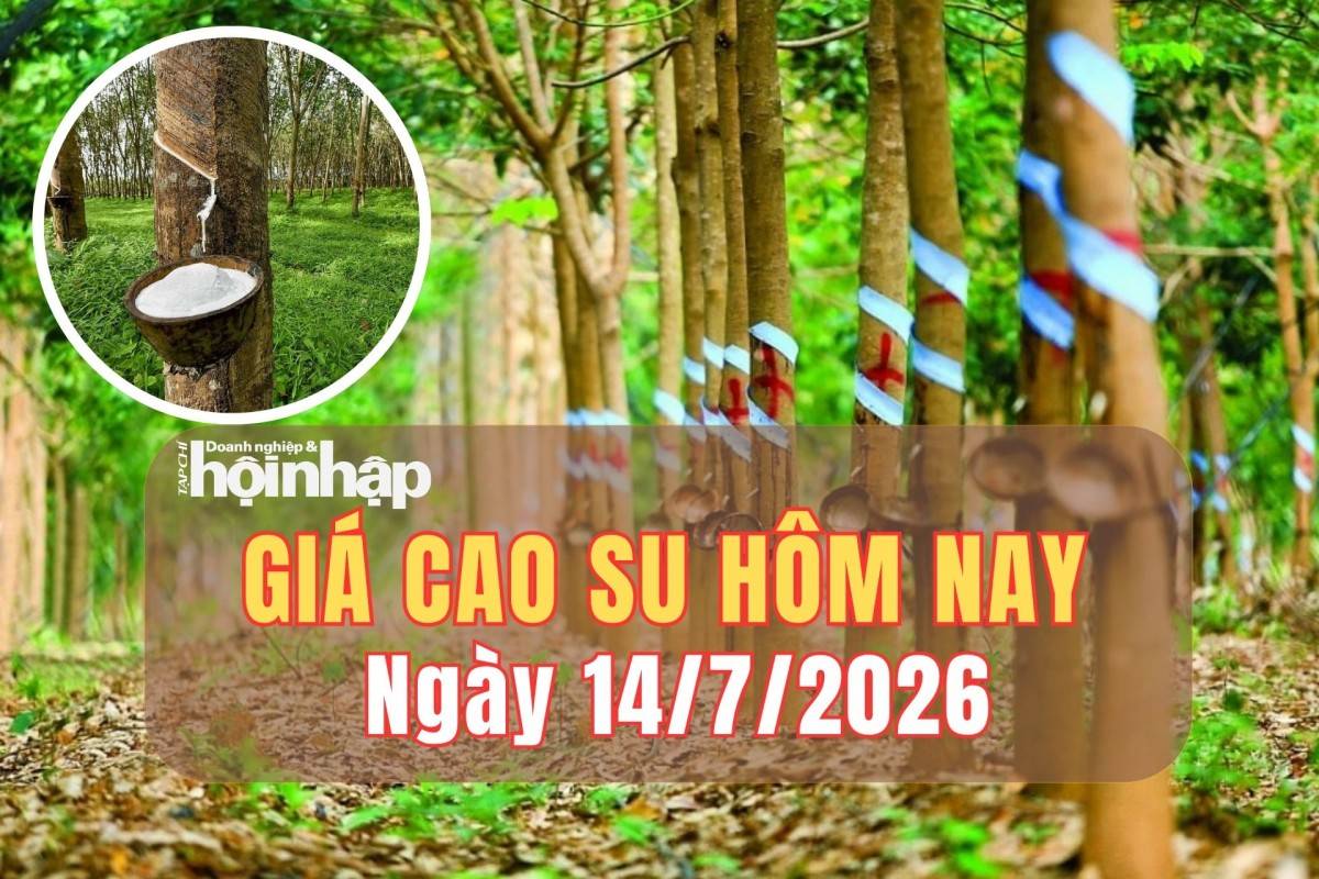 Giá cao su hôm nay 13/7/2026: Thế giới phân hóa, thị trường trong nước đi ngang