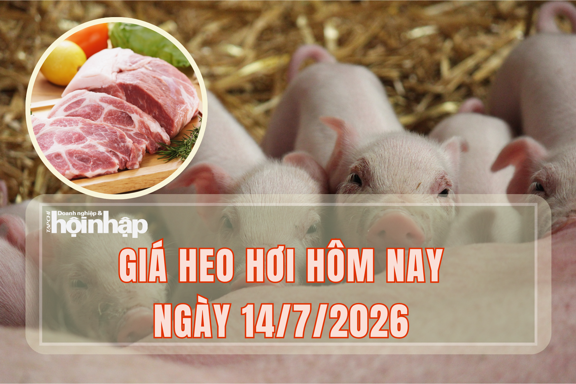 Giá heo hơi hôm nay 14/7/2026: Đồng loạt tăng giá trên cả 3 miền