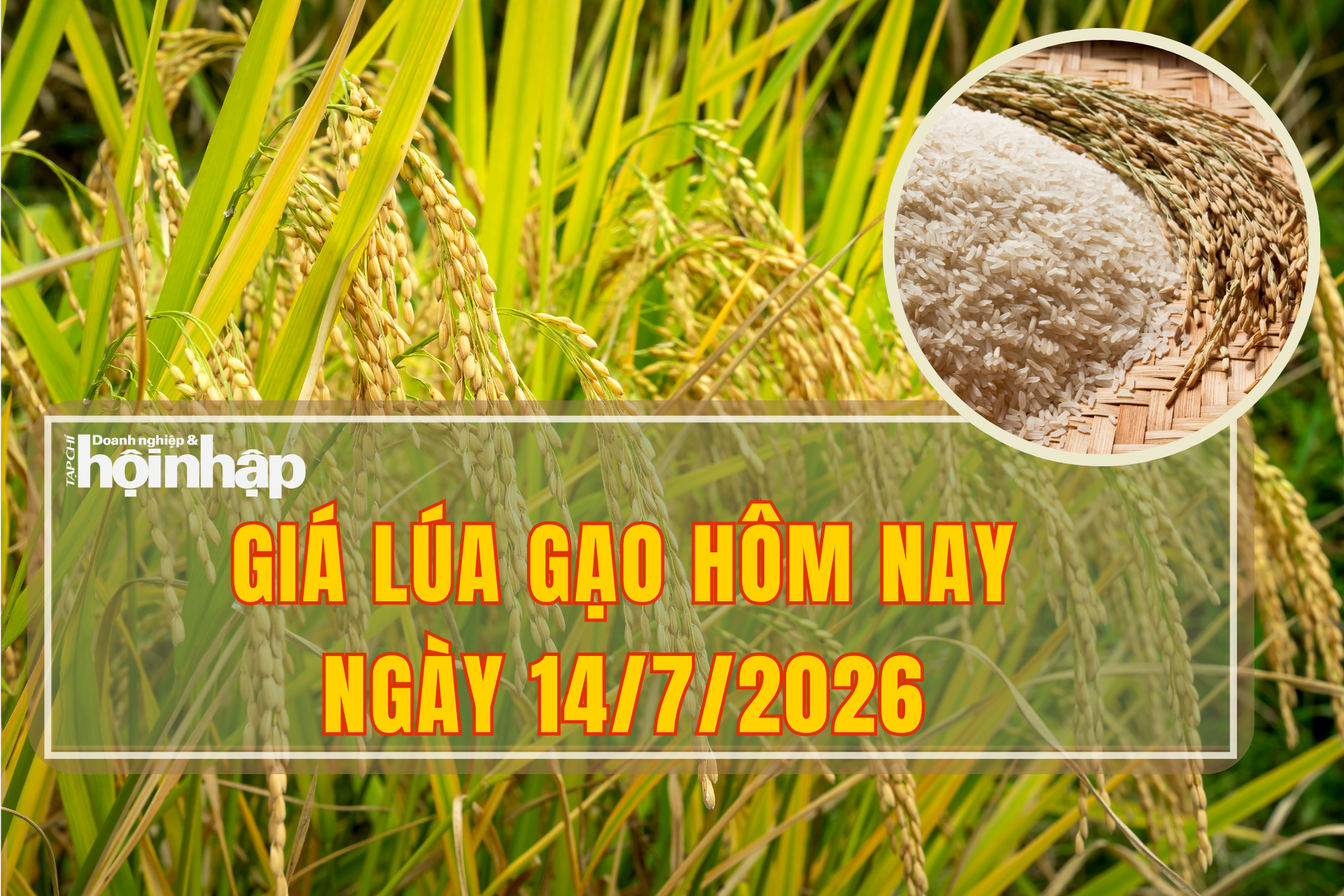 Giá lúa gạo hôm nay 14/7/2026: Lúa gạo đứng giá, tấm thơm tăng nhẹ