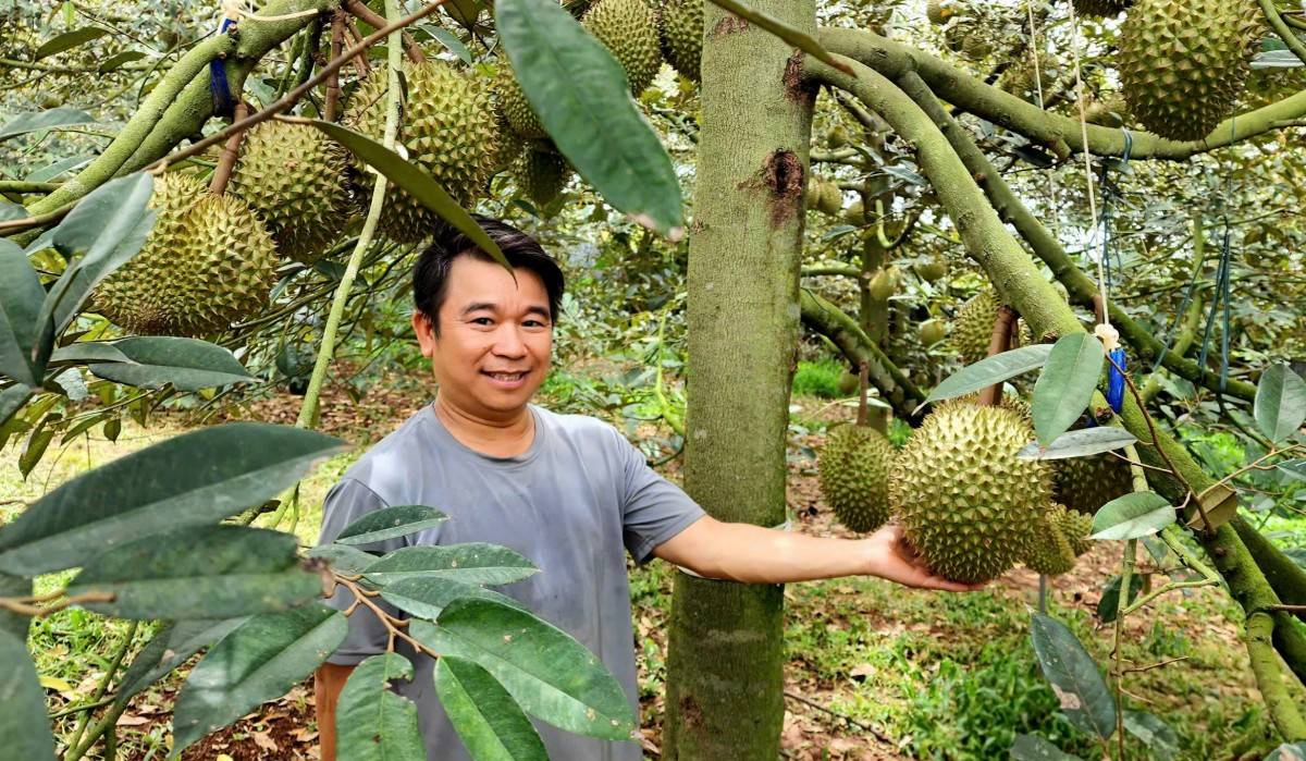  Người dân ngày càng chú trọng sản xuất sầu riêng có chất lượng nhằm nâng cao giá trị sản phẩm, đáp ứng các tiêu chuẩn khắt khe từ thị trường xuất khẩu.