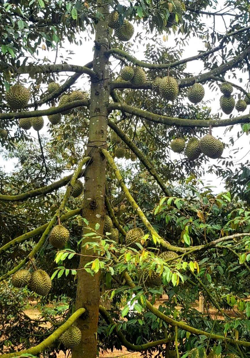Khu vực Krông Pắc là nơi có nhiều sầu riêng của tỉnh Đắk Lắk.
