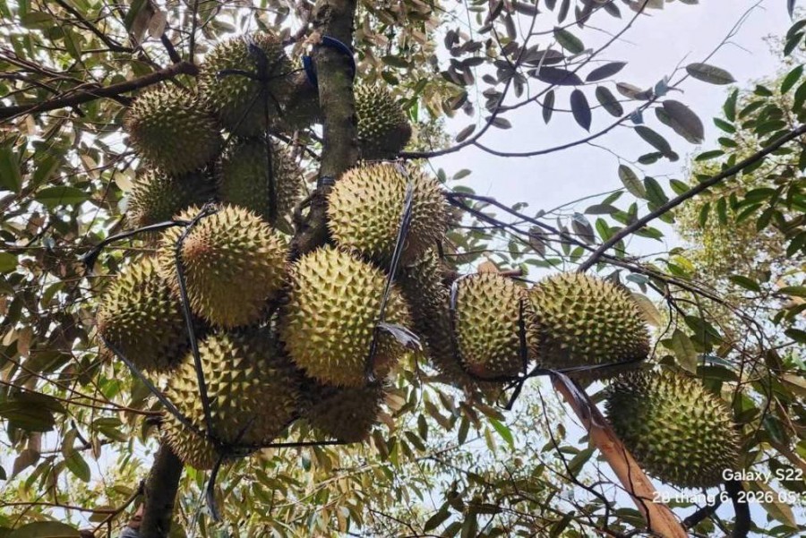 Tỉnh ủy Đắk Lắk yêu cầu tăng cường quản lý nhà nước đối với toàn bộ chuỗi ngành hàng sầu riêng