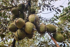 Tỉnh ủy Đắk Lắk yêu cầu tăng cường quản lý nhà nước đối với toàn bộ chuỗi ngành hàng sầu riêng
