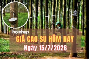 Giá cao su hôm nay 15/7/2026: Giá thế giới đồng loạt tăng trên các sàn châu Á