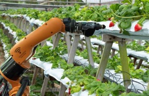 AI giúp đánh giá chất lượng nông sản, giảm thất thoát sau thu hoạch