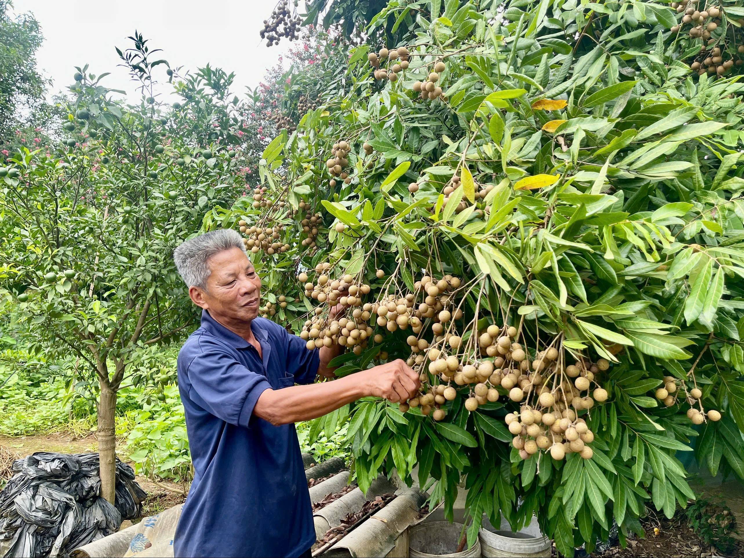 Cựu chiến binh Nguyễn Văn Quân: Từ người lính hậu cần đến điển hình làm kinh tế giỏi ở Lào Cai