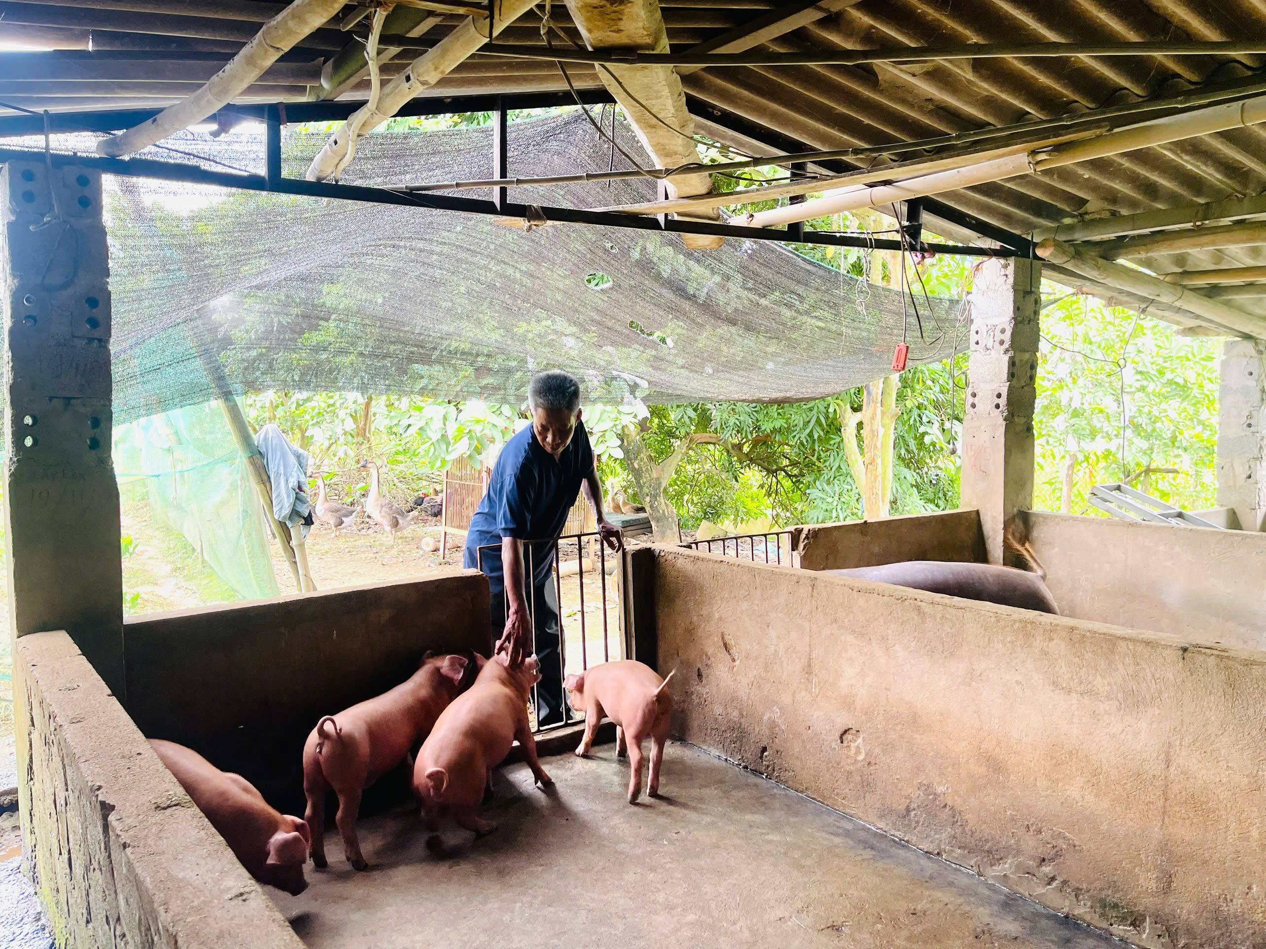 Cựu chiến binh Nguyễn Văn Quân: Từ người lính hậu cần đến điển hình làm kinh tế giỏi ở Lào Cai