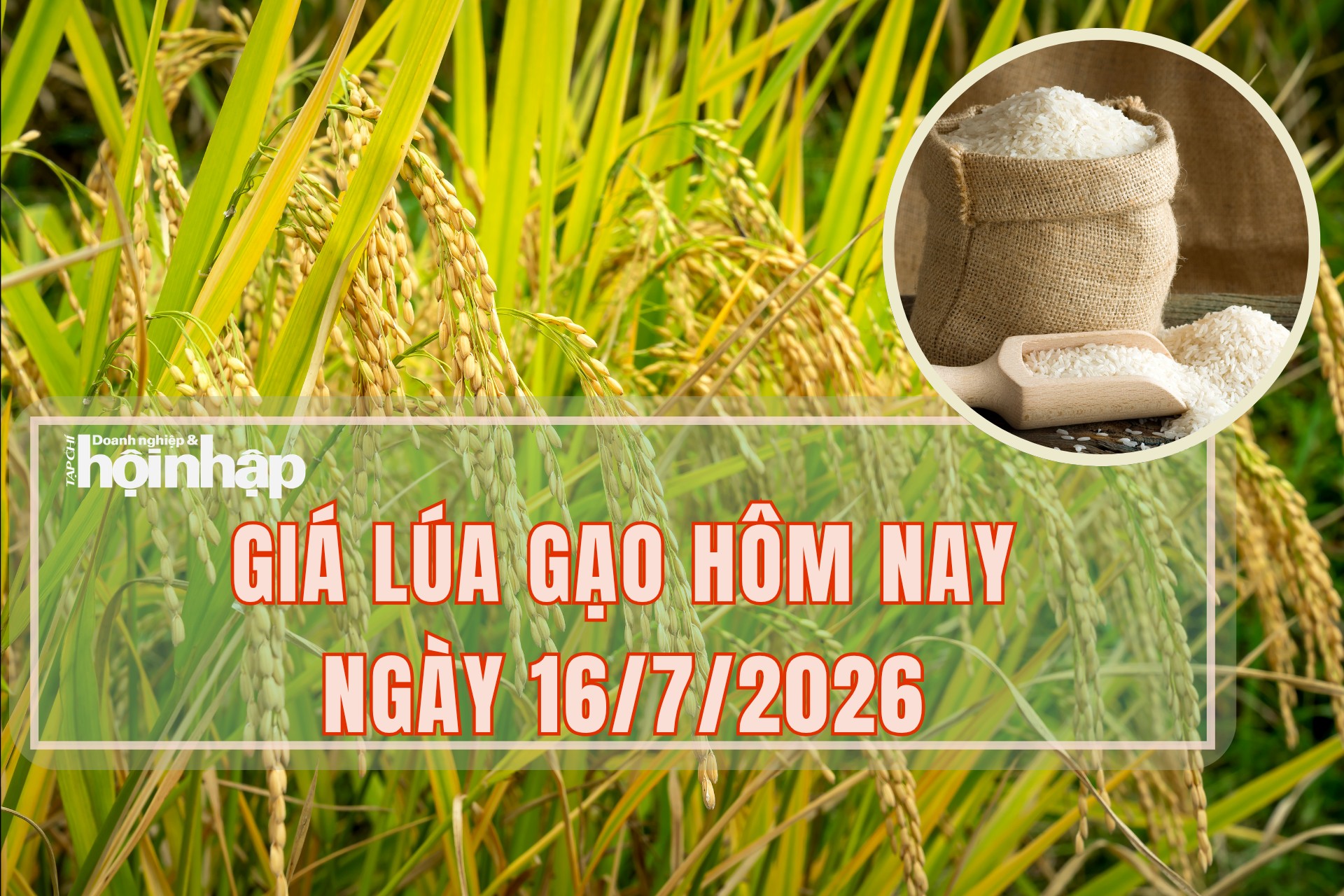 Giá lúa gạo hôm nay 16/7/2026: Thị trường nội địa biến động giảm nhẹ